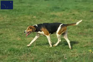 Read more about the article English Foxhound breeders and puppies in Alaska