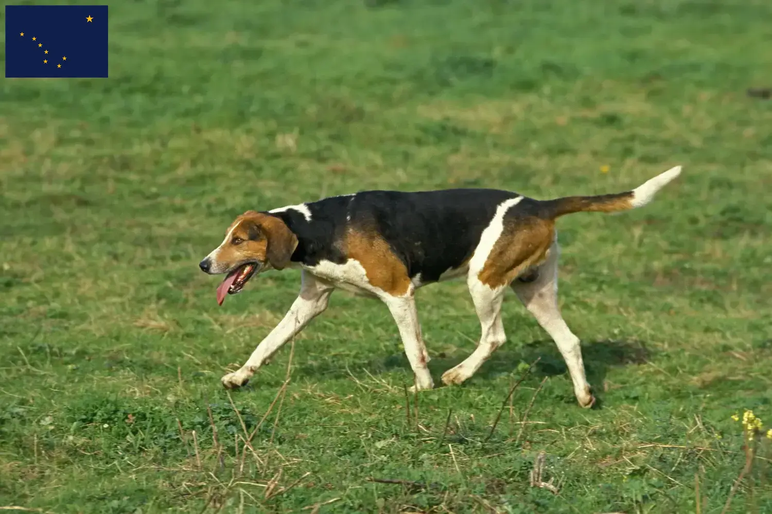 English Foxhound puppies and breeders Alaska Find English Foxhounds breeders in Alaska.