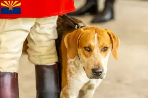 Read more about the article English Foxhound breeders and puppies in Arizona