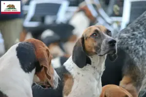 Read more about the article English Foxhound breeders and puppies in California