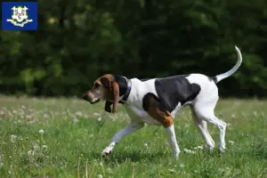 Read more about the article English Foxhound breeders and puppies in Connecticut