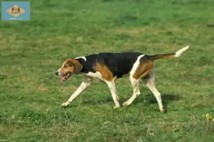 Read more about the article English Foxhound breeders and puppies in Delaware