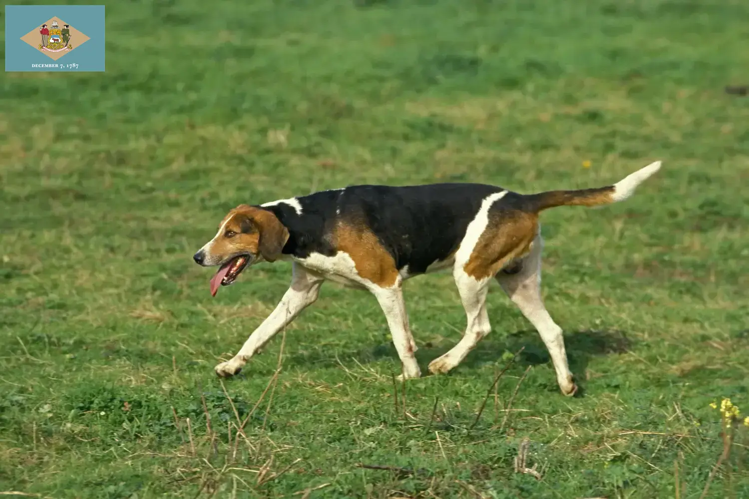 English Foxhound puppies and breeders Delaware Find English Foxhounds breeders in Delaware here.