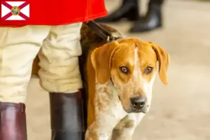 Read more about the article English Foxhound breeders and puppies in Florida