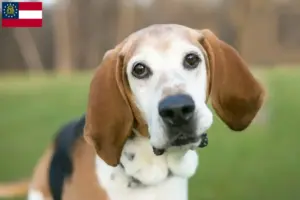 Read more about the article English Foxhound breeders and puppies in Georgia