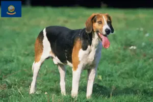 Read more about the article English Foxhound breeders and puppies in Idaho
