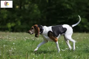 Read more about the article English Foxhound breeders and puppies in Illinois
