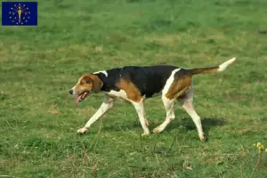 Read more about the article English Foxhound breeders and puppies in Indiana