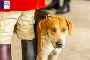 Read more about the article English Foxhound breeders and puppies in Iowa