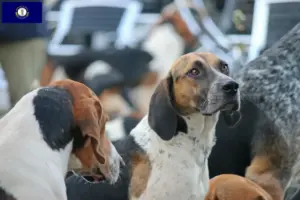 Read more about the article English Foxhound breeders and puppies in Kentucky