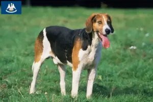 Read more about the article English Foxhound breeders and puppies in Louisiana