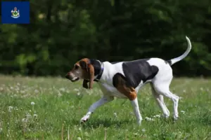 Read more about the article English Foxhound breeders and puppies in Maine