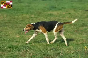 Read more about the article English Foxhound breeders and puppies in Maryland