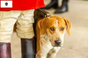 Read more about the article English Foxhound breeders and puppies in Massachusetts