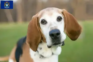 Read more about the article English Foxhound breeders and puppies in Michigan