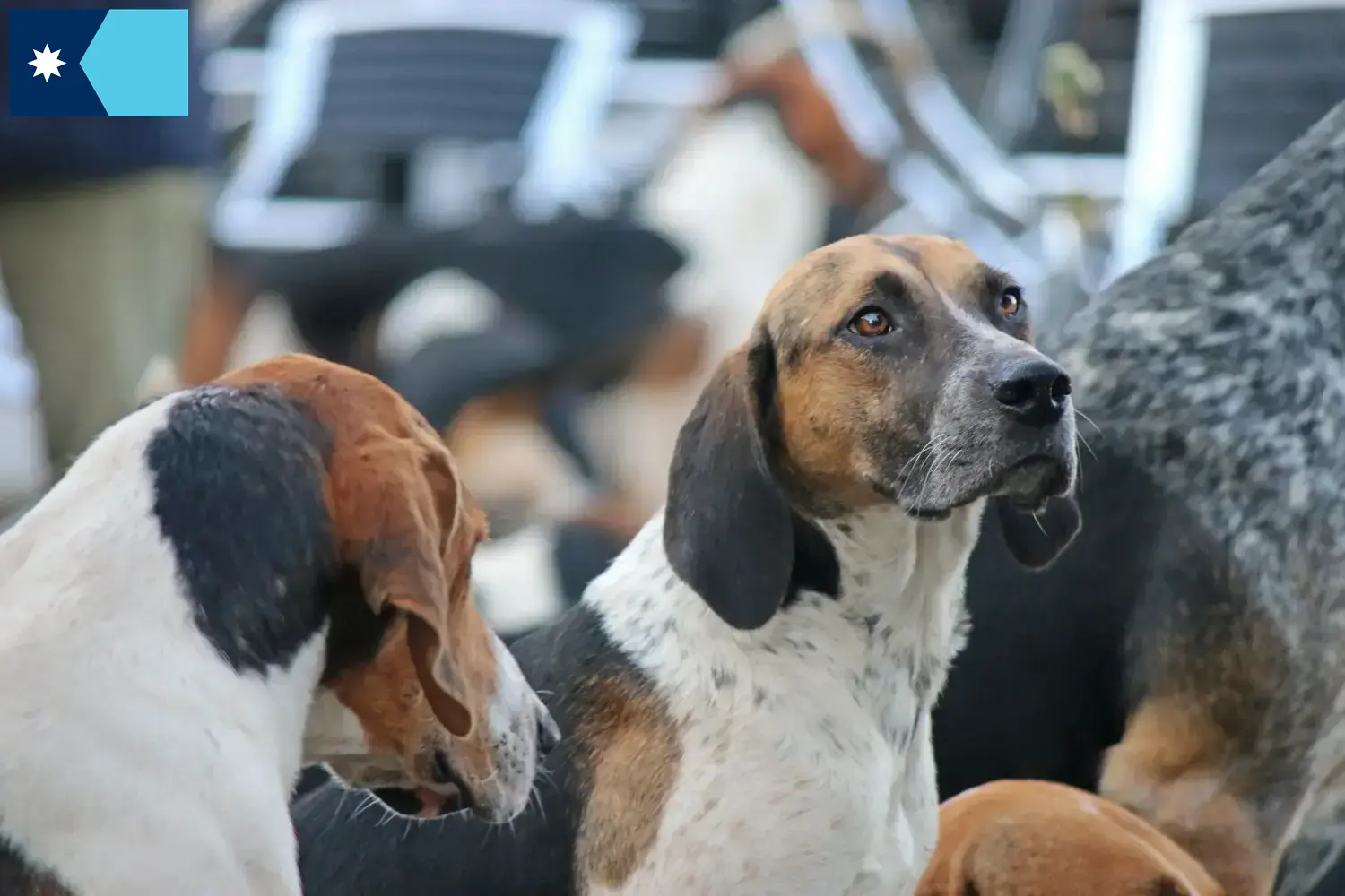 Read more about the article English Foxhound breeders and puppies in Minnesota