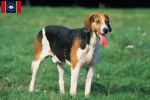 Read more about the article English Foxhound Breeders and Puppies in Mississippi
