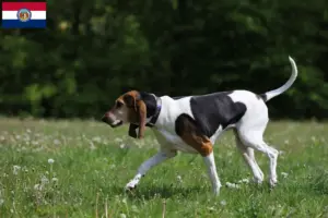 Read more about the article English Foxhound breeders and puppies in Missouri