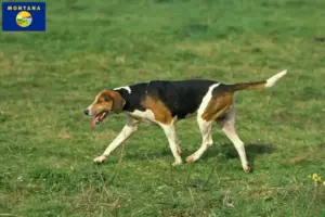 Read more about the article English Foxhound breeders and puppies in Montana