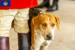 Read more about the article English Foxhound breeders and puppies in Nebraska