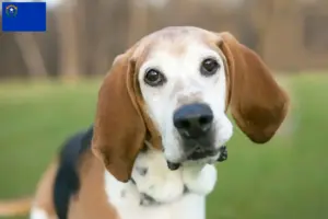 Read more about the article English Foxhound breeders and puppies in Nevada