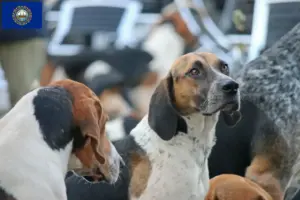 Read more about the article English Foxhound breeders and puppies in New Hampshire