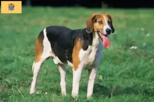 Read more about the article English Foxhound breeders and puppies in New Jersey
