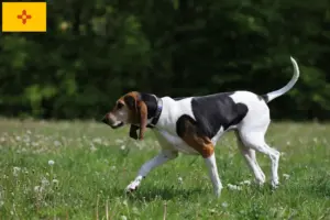 Read more about the article English Foxhound breeders and puppies in New Mexico