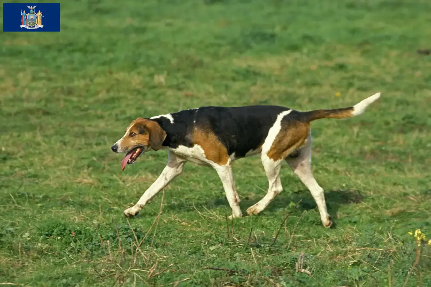 English Foxhound puppies and breeders New York Find English Foxhounds breeders in New York here.