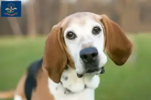 Read more about the article English Foxhound breeders and puppies in North Dakota