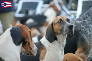 Read more about the article English Foxhound breeders and puppies in Ohio