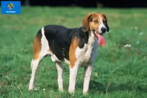 Read more about the article English Foxhound breeders and puppies in Oklahoma