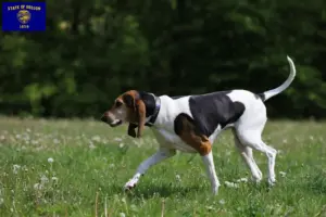 Read more about the article English Foxhound breeders and puppies in Oregon