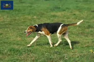 Read more about the article English Foxhound breeders and puppies in Pennsylvania