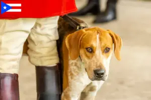 Read more about the article English Foxhound breeders and puppies in Puerto Rico