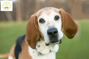 Read more about the article English Foxhound breeders and puppies in Rhode Island