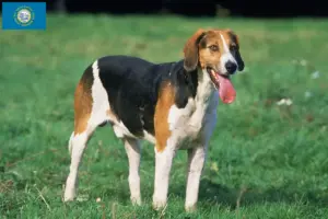 Read more about the article English Foxhound breeders and puppies in South Dakota