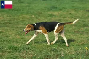 Read more about the article English Foxhound breeders and puppies in Texas