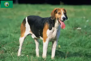 Read more about the article English Foxhound breeders and puppies in Washington