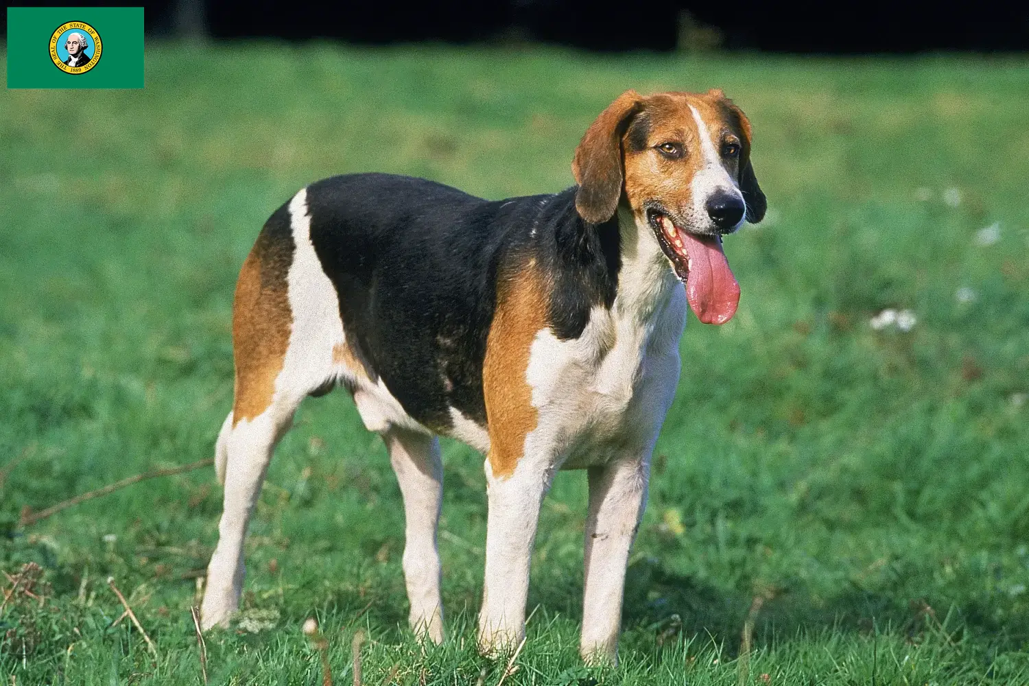 English Foxhound puppies and breeders Washington Find English Foxhounds breeders in Washington here.