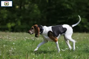 Read more about the article English Foxhound breeders and puppies in West Virginia
