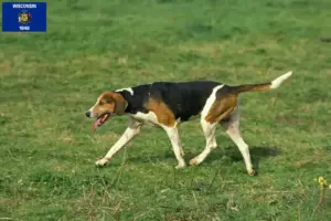 Read more about the article English Foxhound breeders and puppies in Wisconsin
