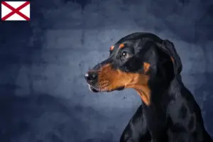 Read more about the article Erdélyi Kopó breeders and puppies in Alabama