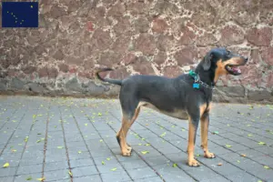 Read more about the article Erdélyi Kopó breeders and puppies in Alaska