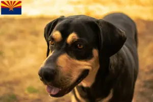 Read more about the article Erdélyi Kopó breeders and puppies in Arizona
