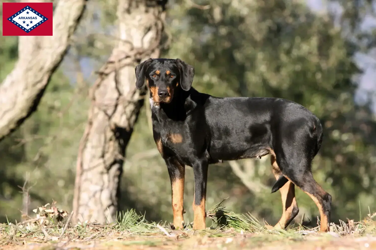 Erdélyi Kopó puppies and breeder Arkansas Here you can find Erdélyi Kopós breeders in Arkansas.