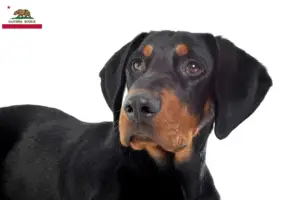 Read more about the article Erdélyi Kopó breeders and puppies in California