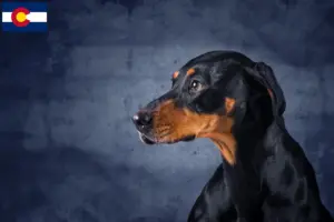 Read more about the article Erdélyi Kopó breeders and puppies in Colorado
