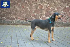 Read more about the article Erdélyi Kopó breeders and puppies in Connecticut