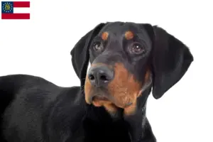 Read more about the article Erdélyi Kopó breeders and puppies in Georgia